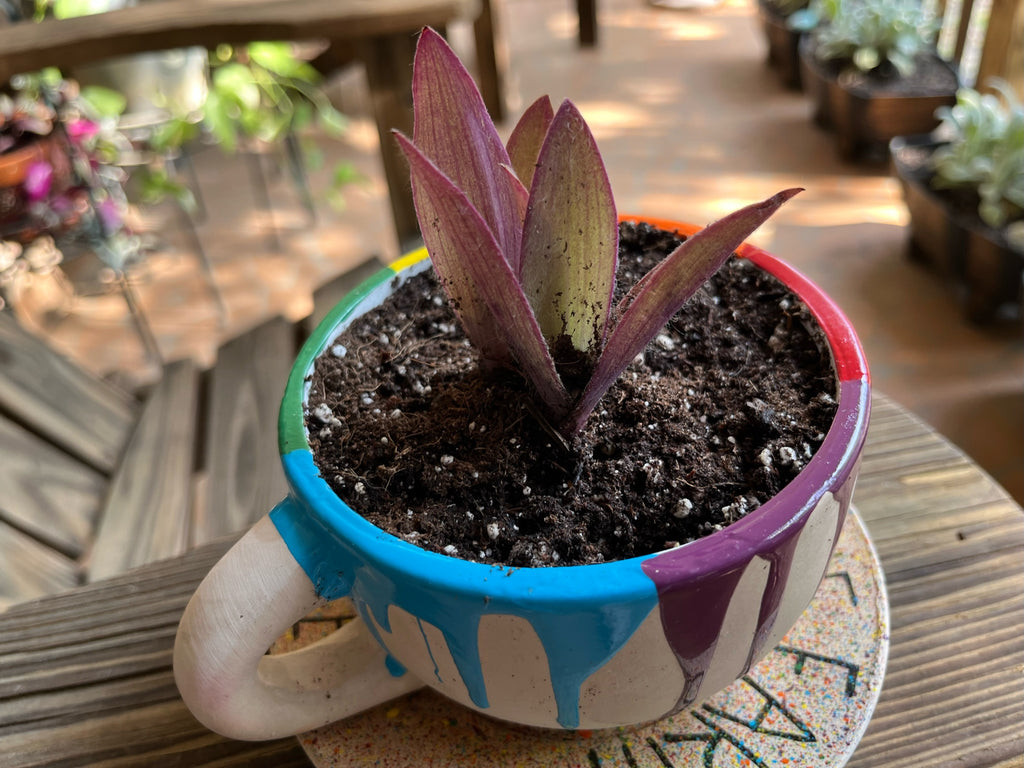 Paint Drip Cup Planter